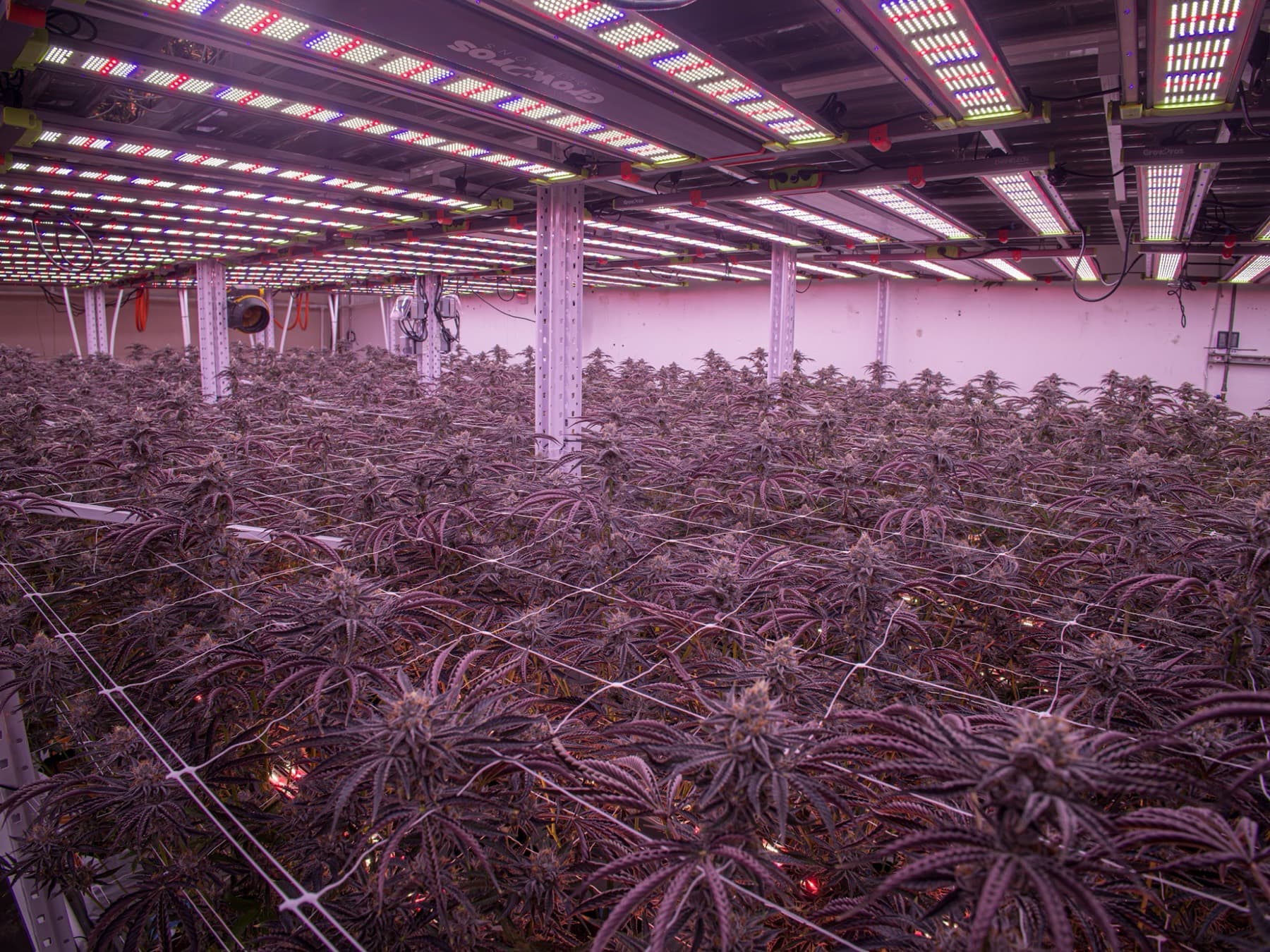 Flowering canopy under LED grow lights